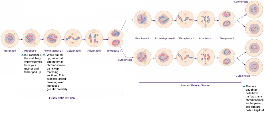 Difference between Mitosis and Meiosis